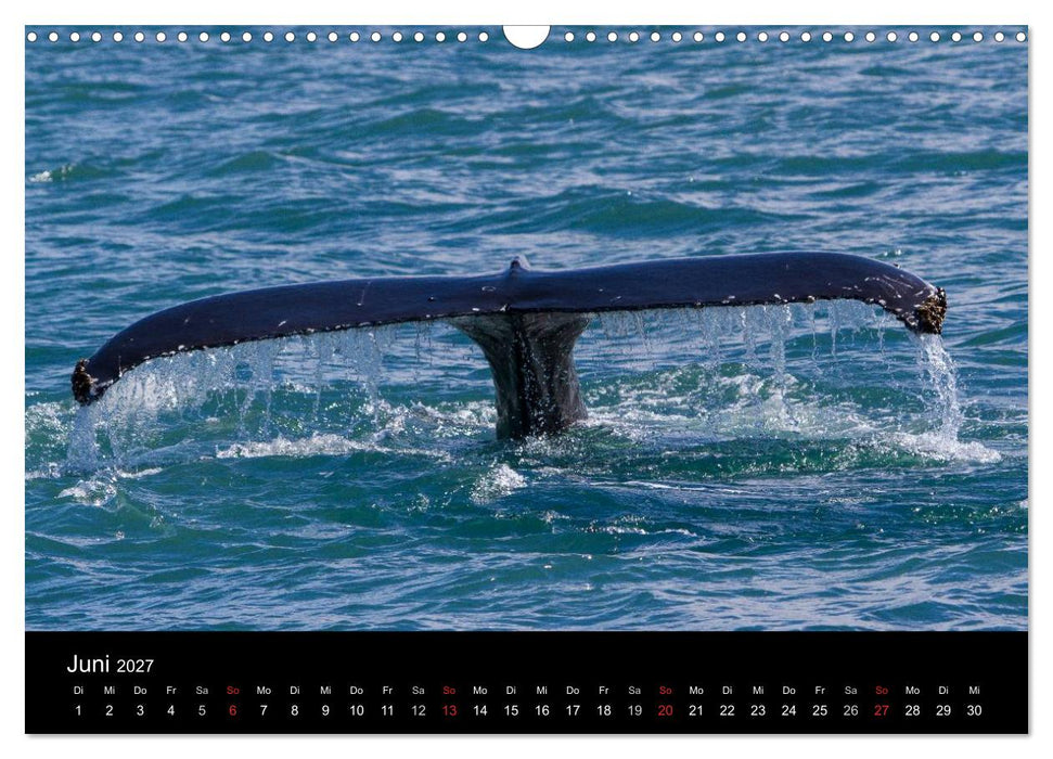 Wale (CALVENDO Wandkalender 2027)