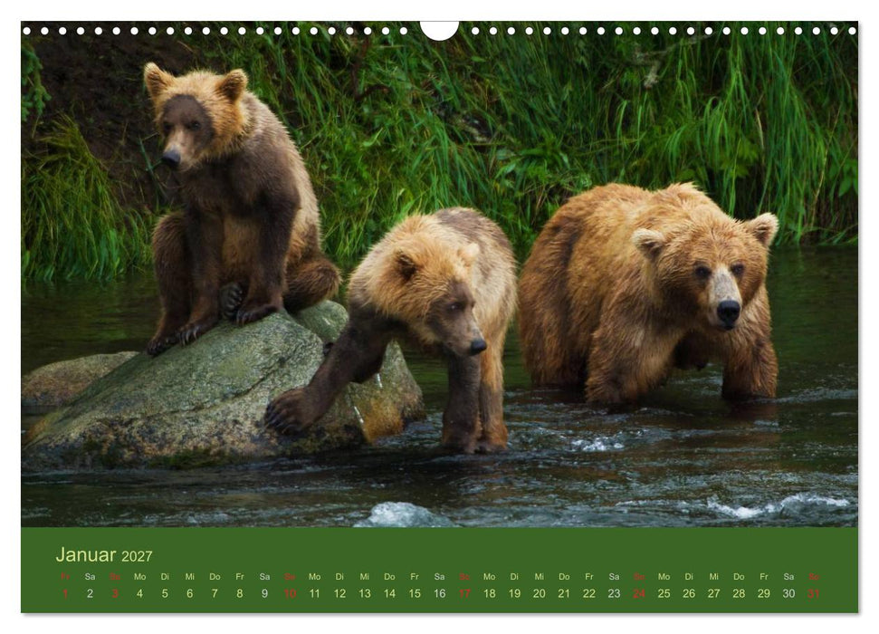 Der Bärenkalender 2027 CH-Version (CALVENDO Wandkalender 2027)