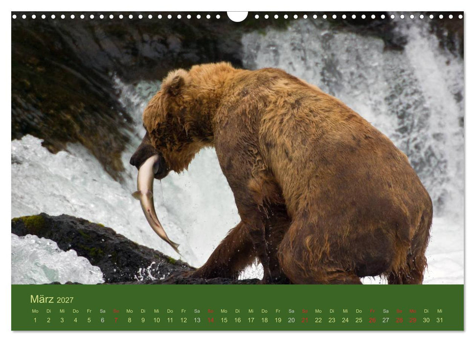 Der Bärenkalender 2027 CH-Version (CALVENDO Wandkalender 2027)