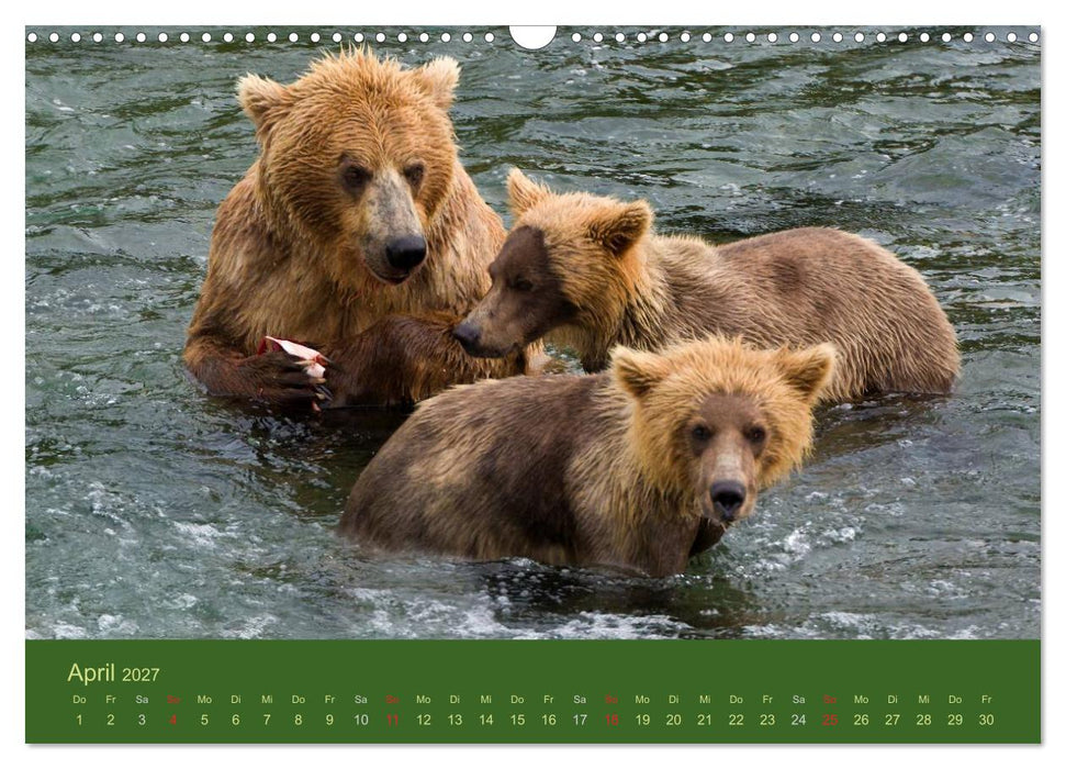 Der Bärenkalender 2027 CH-Version (CALVENDO Wandkalender 2027)