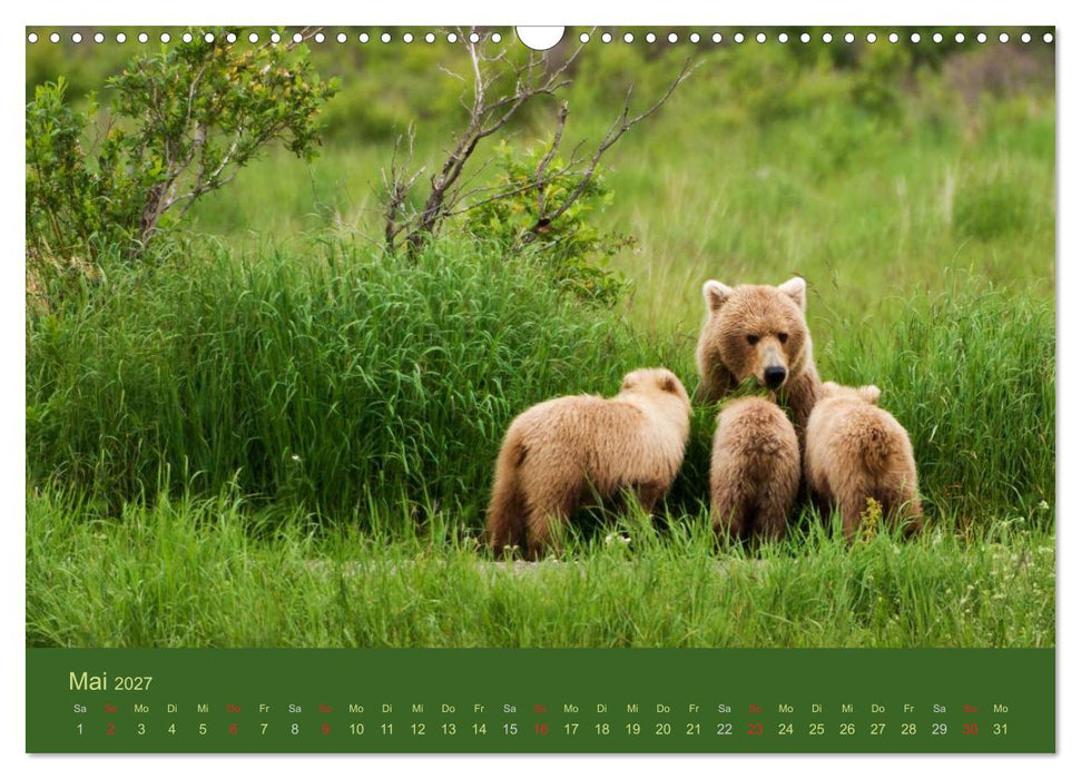 Der Bärenkalender 2027 CH-Version (CALVENDO Wandkalender 2027)