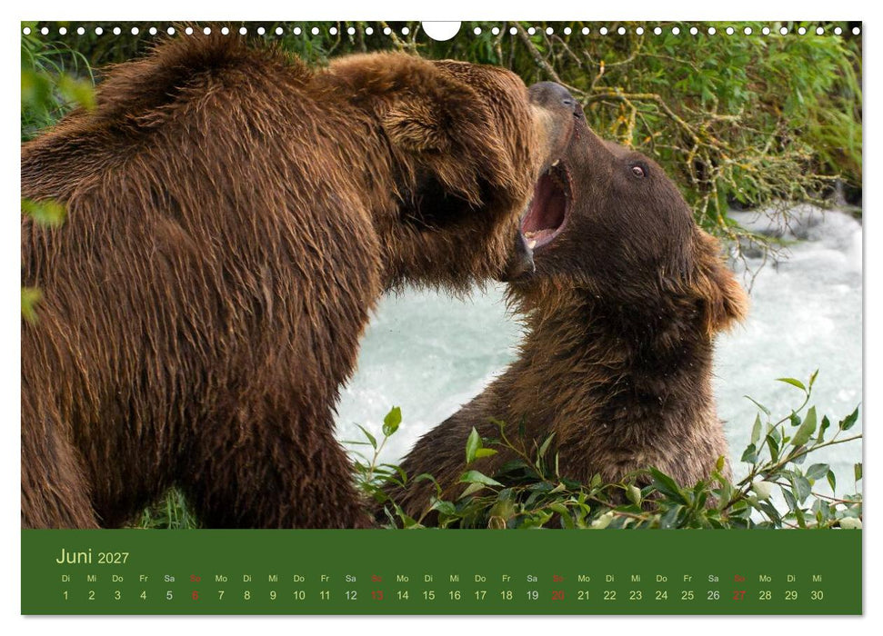 Der Bärenkalender 2027 CH-Version (CALVENDO Wandkalender 2027)