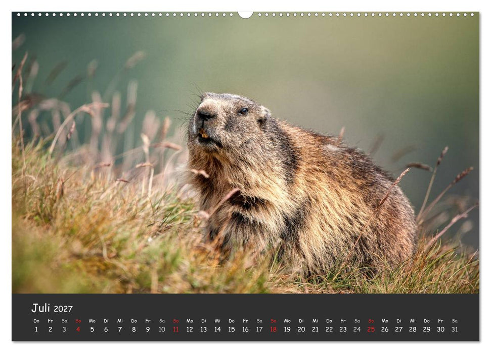 Am Großglockner (CALVENDO Premium Wandkalender 2027)