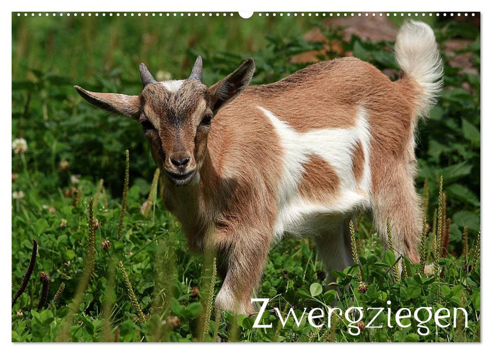 Zwergziegen (CALVENDO Wandkalender 2027)