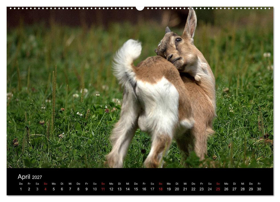 Zwergziegen (CALVENDO Wandkalender 2027)