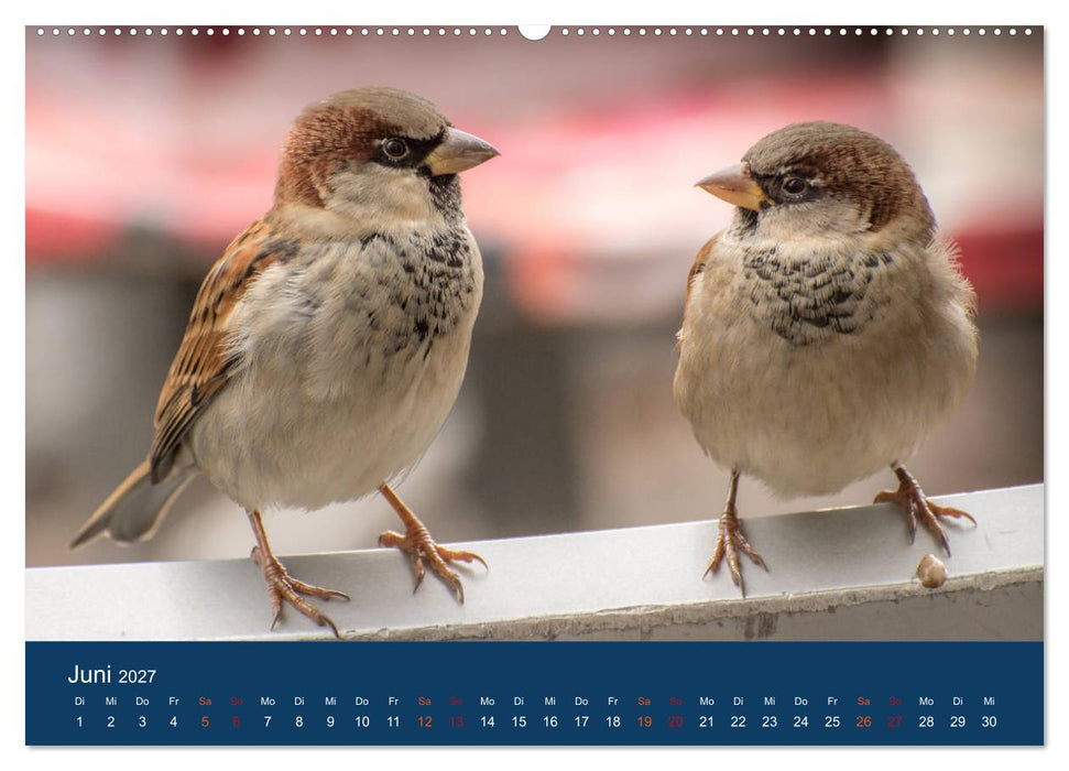 Spatzen-Kalender (CALVENDO Wandkalender 2027)