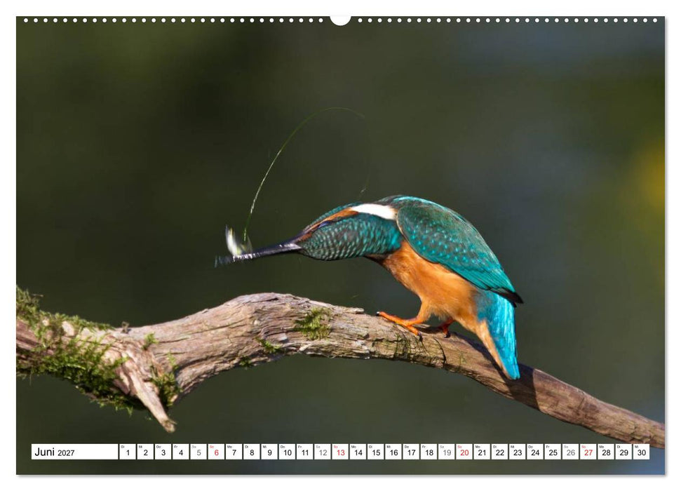 Eisvögel (Alcedo atthis) - Edelsteine der Natur (CALVENDO Wandkalender 2027)
