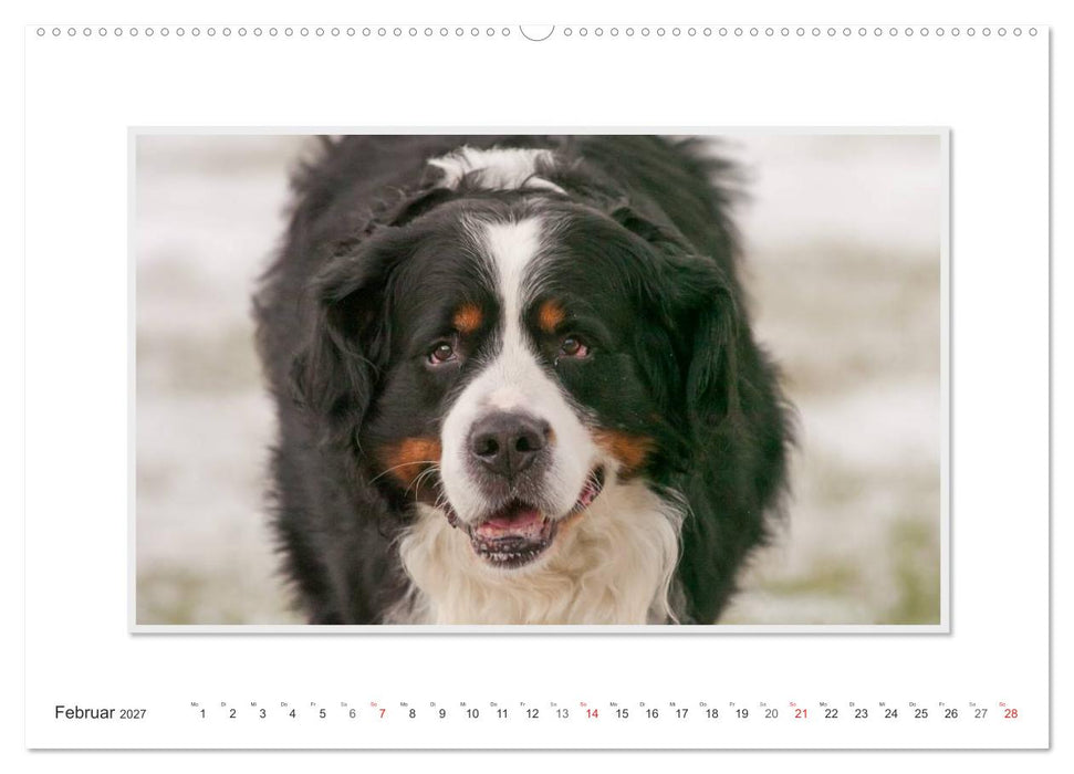 Emotionale Momente: Berner Sennenhund. (CALVENDO Premium Wandkalender 2027)