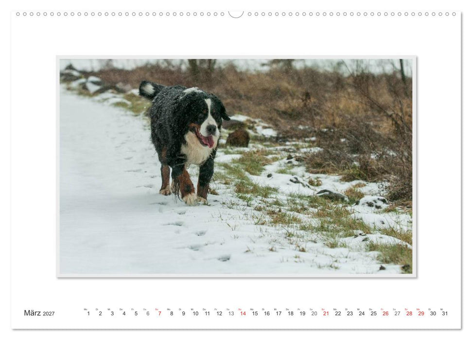 Emotionale Momente: Berner Sennenhund. (CALVENDO Premium Wandkalender 2027)