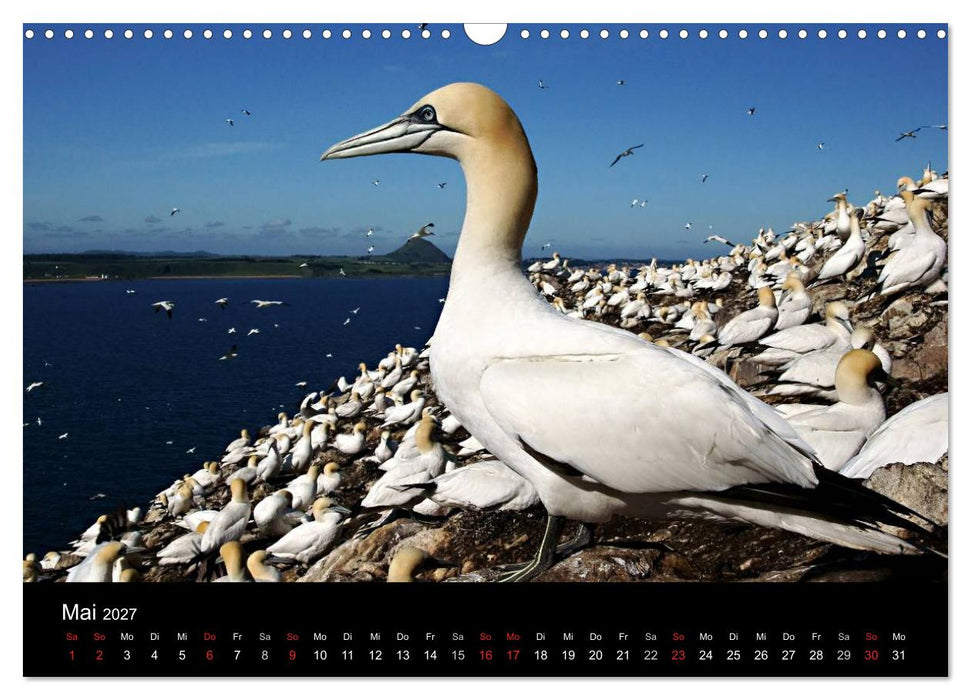 Schottland 2027 (CALVENDO Wandkalender 2027)