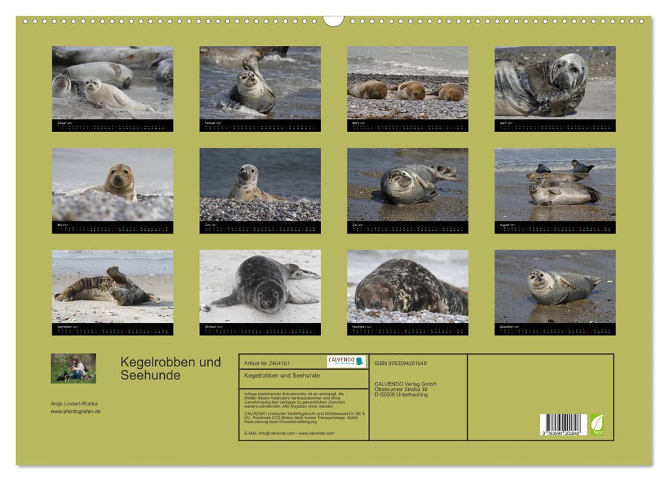 Kegelrobben und Seehunde (CALVENDO Wandkalender 2027)
