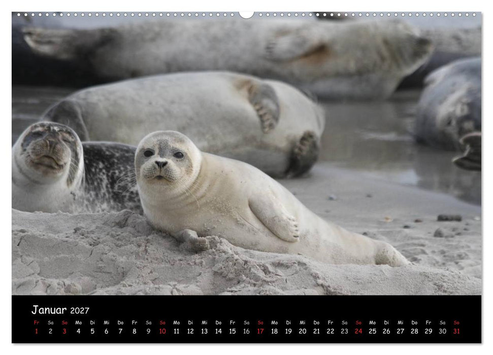 Kegelrobben und Seehunde (CALVENDO Wandkalender 2027)