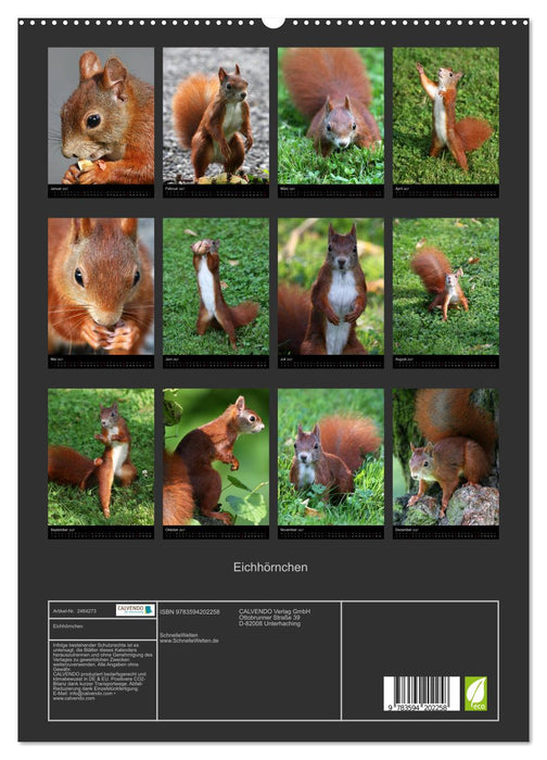 Eichhörnchen (CALVENDO Premium Wandkalender 2027)