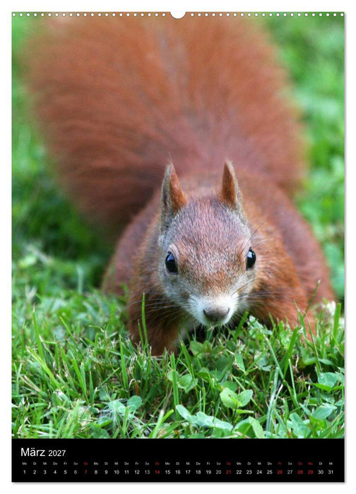 Eichhörnchen (CALVENDO Premium Wandkalender 2027)