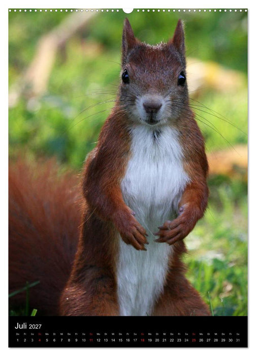 Eichhörnchen (CALVENDO Premium Wandkalender 2027)