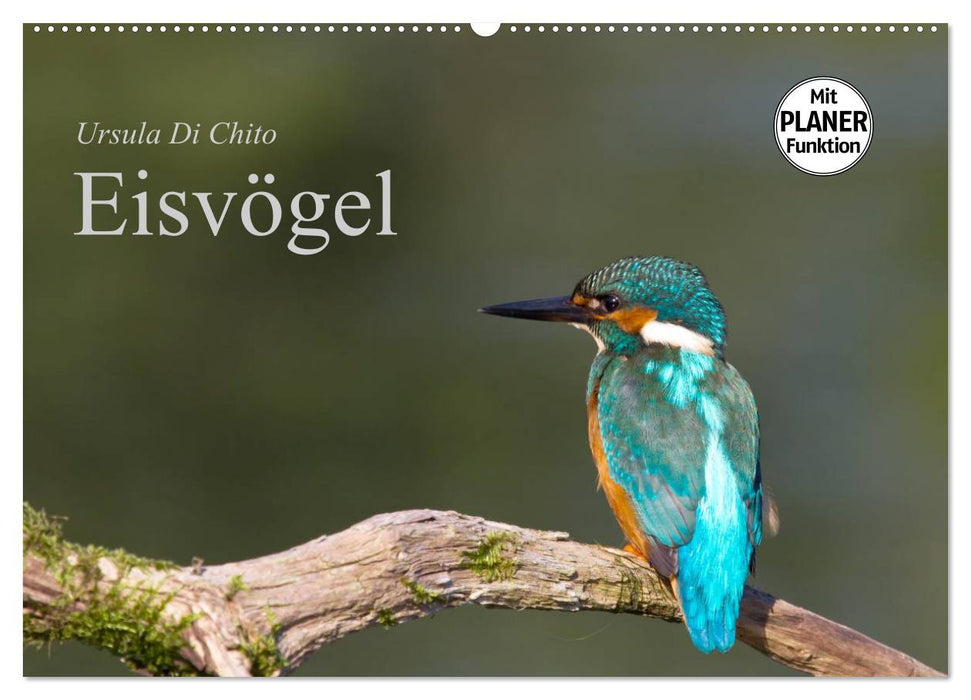Eisvögel (CALVENDO Wandkalender 2027)