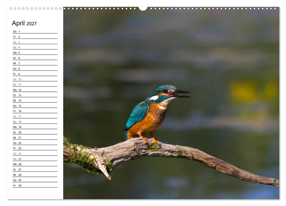 Eisvögel (CALVENDO Wandkalender 2027)