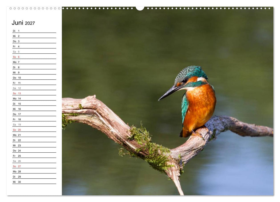 Eisvögel (CALVENDO Wandkalender 2027)