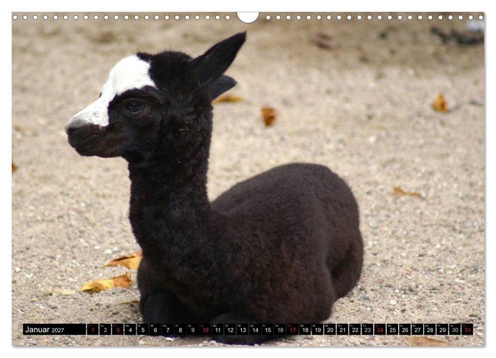 Lama und Alpaka (CALVENDO Wandkalender 2027)