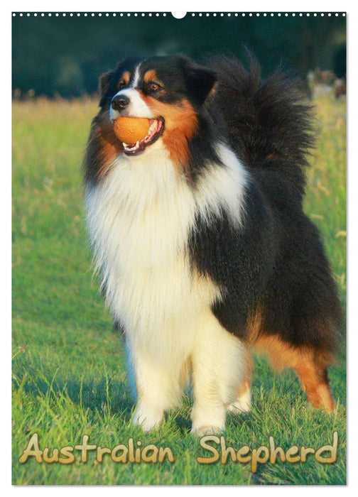 Australian Shepherd (CALVENDO Wandkalender 2027)