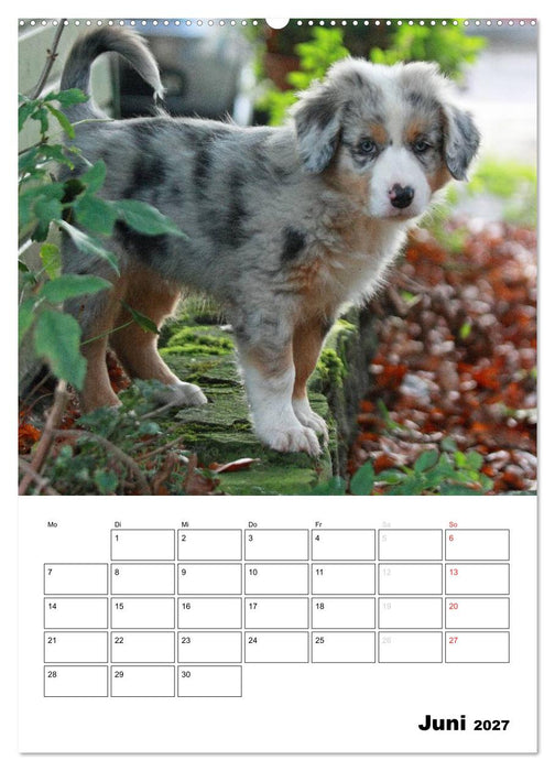 Australian Shepherd (CALVENDO Wandkalender 2027)