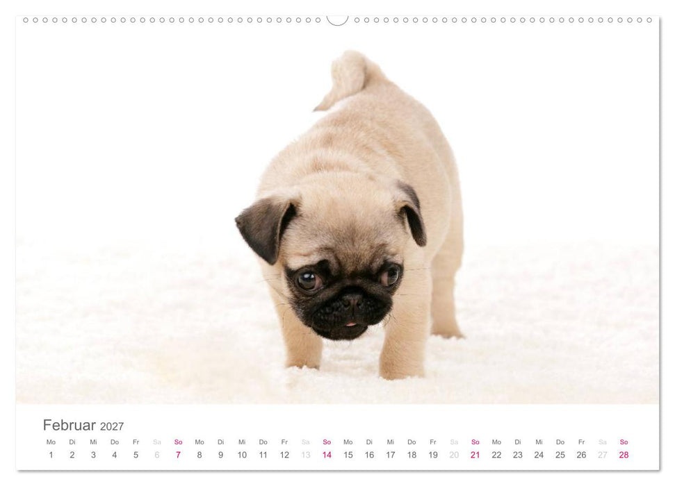 Mopswelpe Emma (CALVENDO Premium Wandkalender 2027)