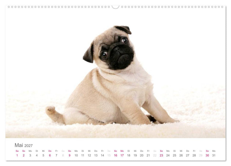 Mopswelpe Emma (CALVENDO Premium Wandkalender 2027)
