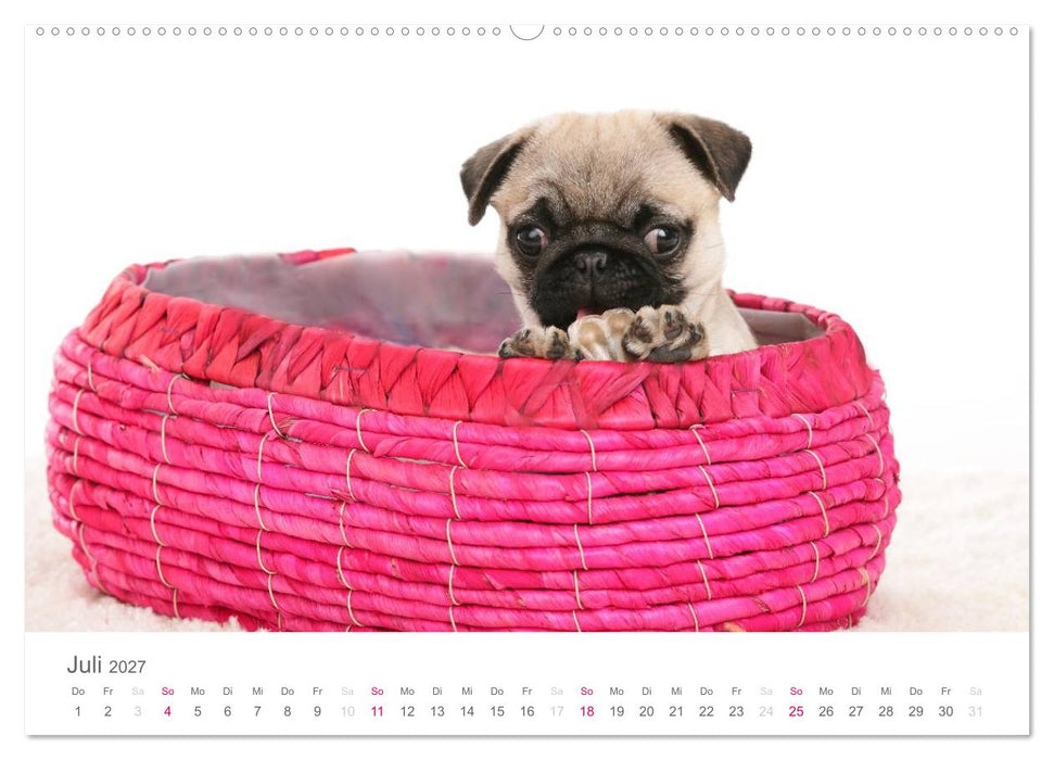 Mopswelpe Emma (CALVENDO Premium Wandkalender 2027)