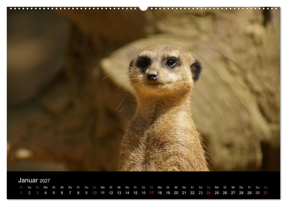 Erdmännchen – Zusammen sind wir stark / CH-Version (CALVENDO Wandkalender 2027)