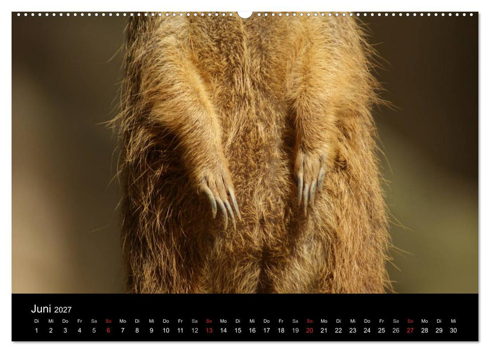 Erdmännchen – Zusammen sind wir stark / CH-Version (CALVENDO Wandkalender 2027)