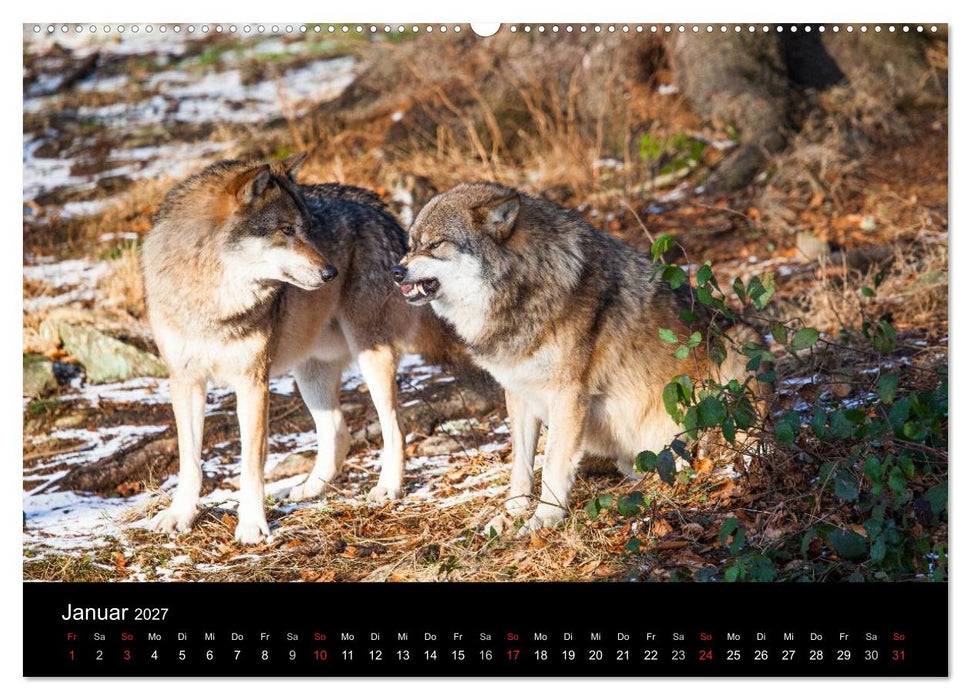 Tierkalender 2027 (CALVENDO Wandkalender 2027)