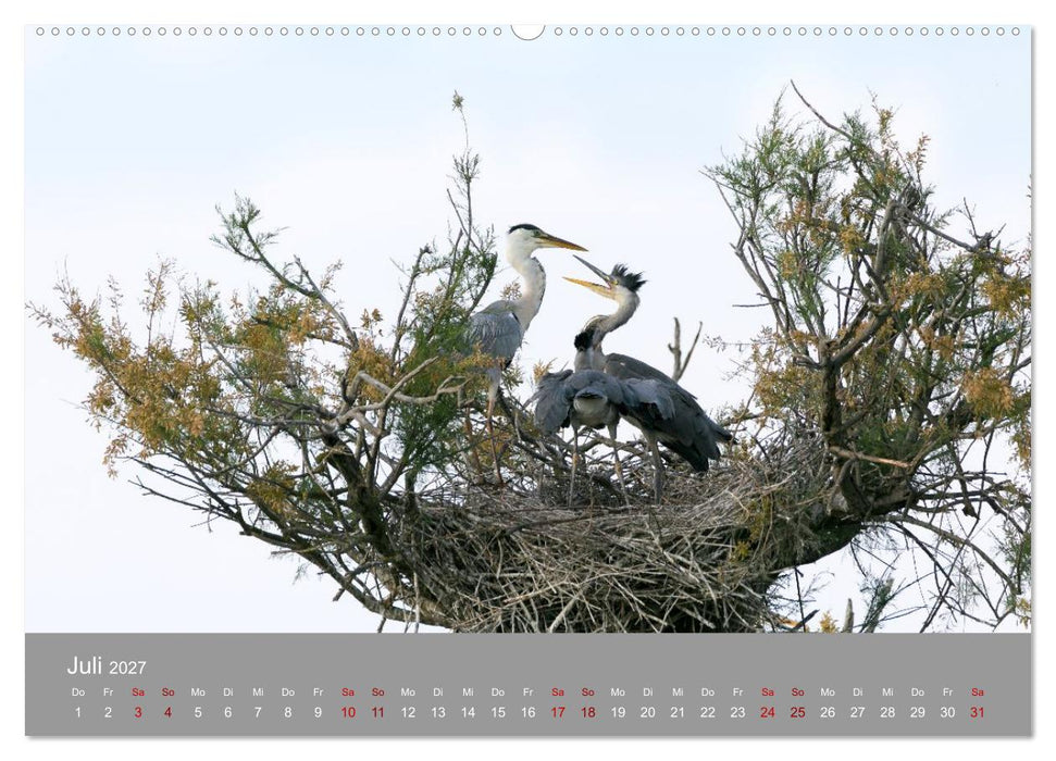 Unvergessene Reiherbilder (CALVENDO Premium Wandkalender 2027)