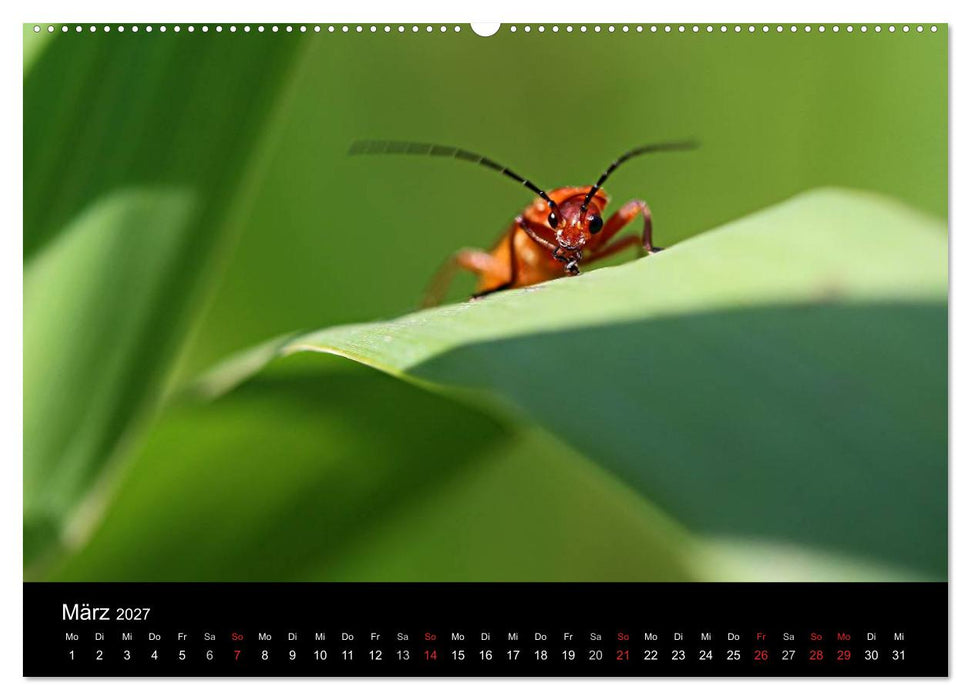 Makro-Kalender 2027 (CALVENDO Premium Wandkalender 2027)