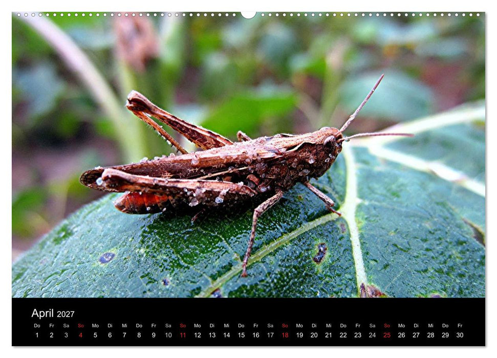 Makro-Kalender 2027 (CALVENDO Premium Wandkalender 2027)