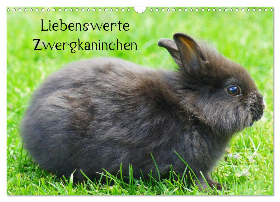Liebenswerte Zwergkaninchen (CALVENDO Wandkalender 2027)