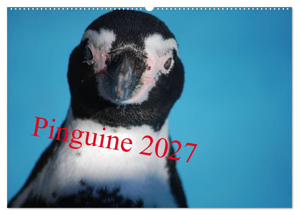 Pinguine 2027 (CALVENDO Wandkalender 2027)