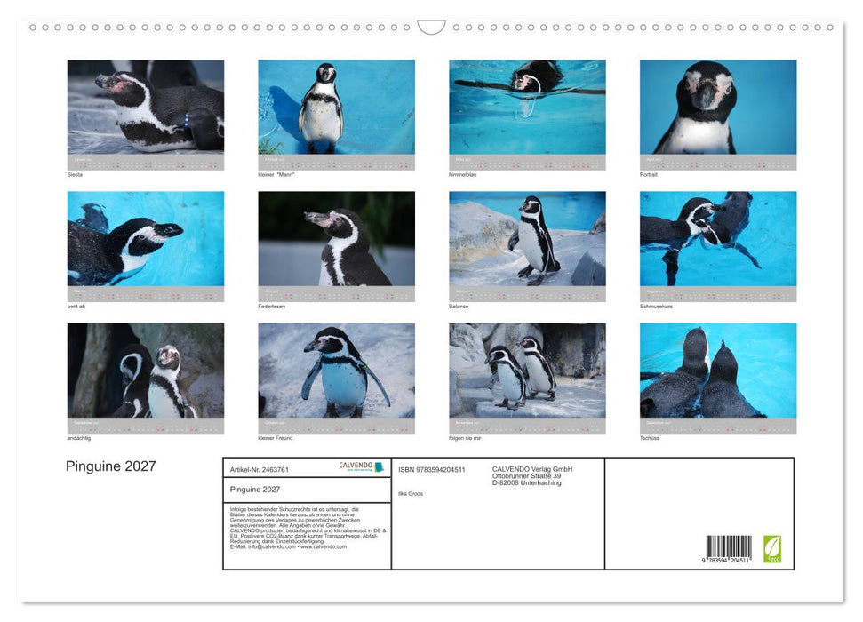 Pinguine 2027 (CALVENDO Wandkalender 2027)