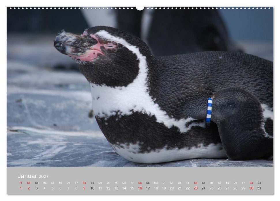 Pinguine 2027 (CALVENDO Wandkalender 2027)