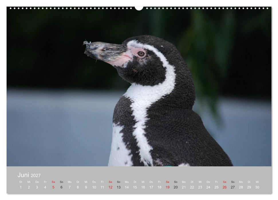 Pinguine 2027 (CALVENDO Wandkalender 2027)