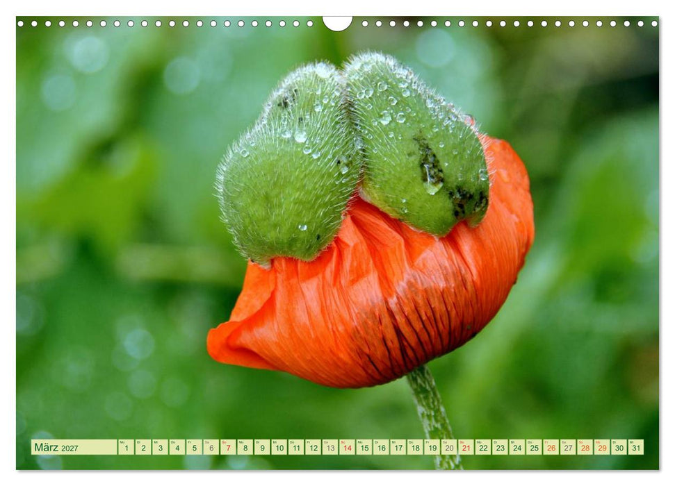 MOHNBLÜTEN (CALVENDO Wandkalender 2027)