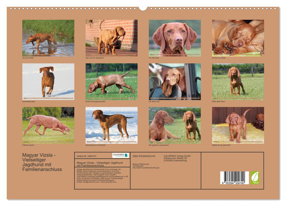 Magyar Vizsla - Vielseitiger Jagdhund mit Familienanschluss (CALVENDO Premium Wandkalender 2027)