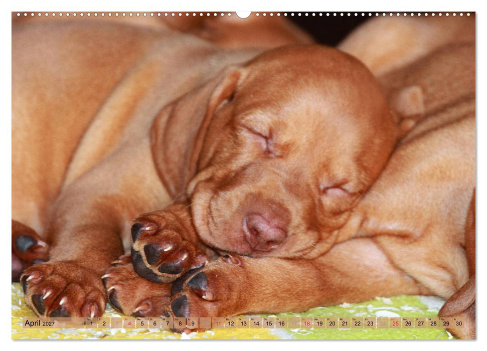 Magyar Vizsla - Vielseitiger Jagdhund mit Familienanschluss (CALVENDO Premium Wandkalender 2027)