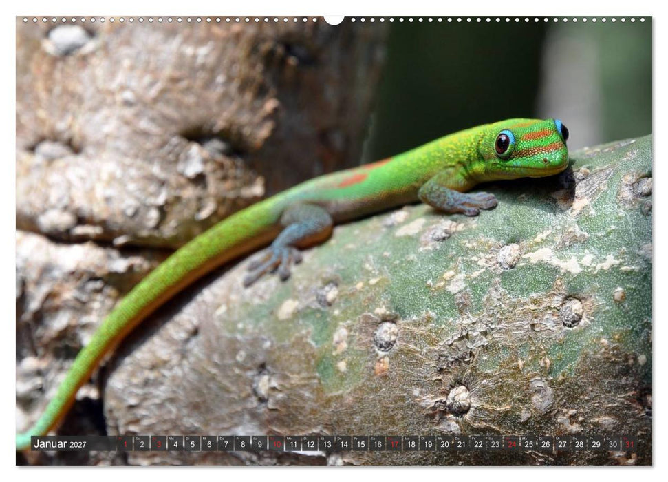Wilde Fauna - Reptilien (CALVENDO Wandkalender 2027)