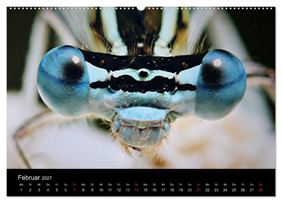 Makro-Kalender 2027 (CALVENDO Wandkalender 2027)
