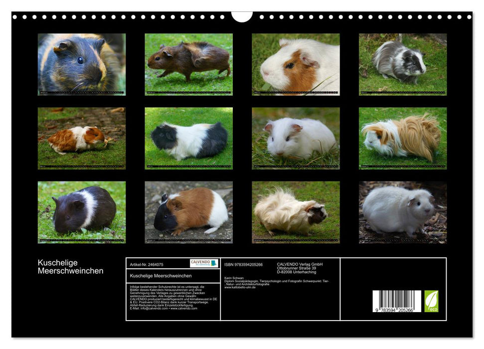 Kuschelige Meerschweinchen (CALVENDO Wandkalender 2027)