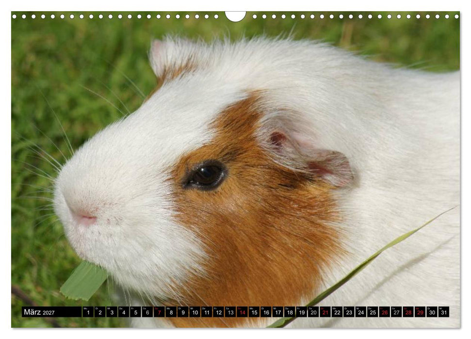 Kuschelige Meerschweinchen (CALVENDO Wandkalender 2027)