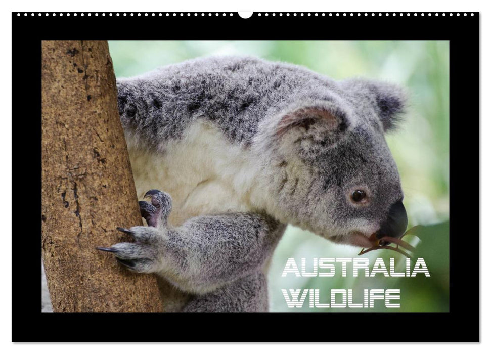 Australia Wildlife (CALVENDO Wandkalender 2027)