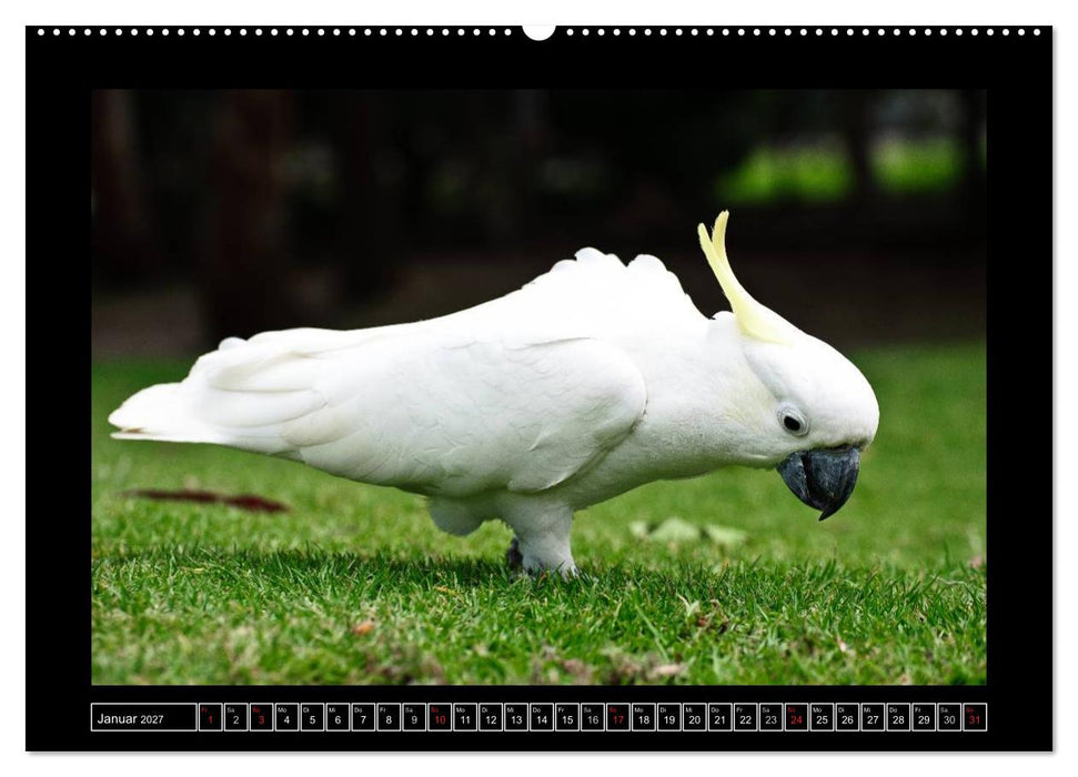 Australia Wildlife (CALVENDO Wandkalender 2027)