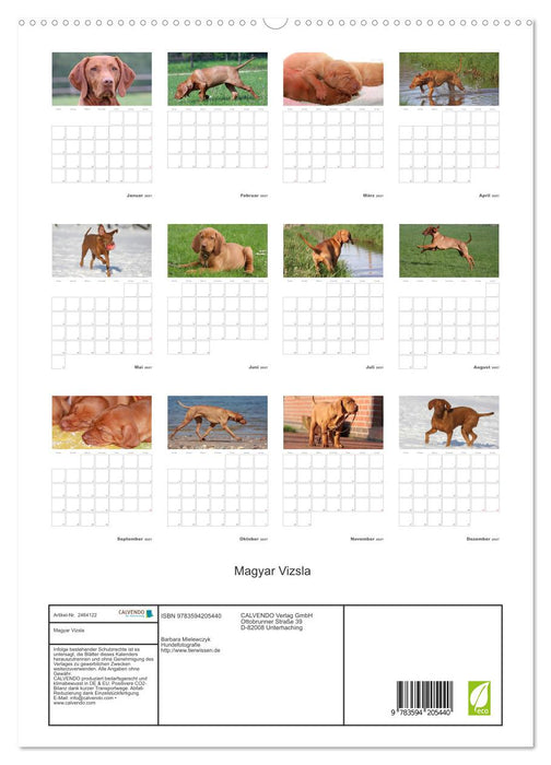 Magyar Vizsla (CALVENDO Premium Wandkalender 2027)