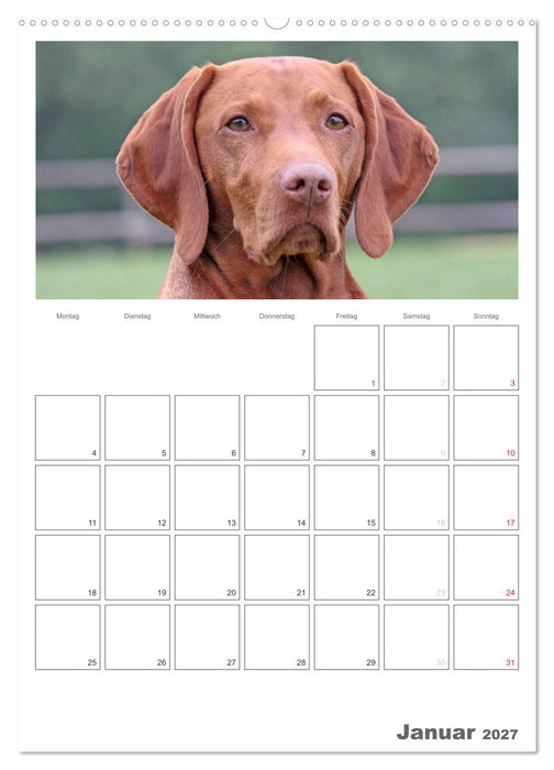 Magyar Vizsla (CALVENDO Premium Wandkalender 2027)